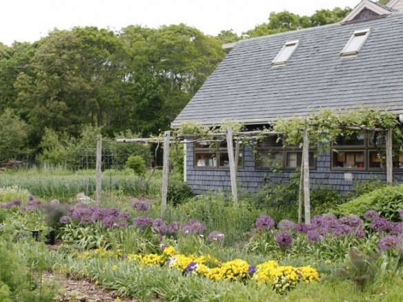 evas garden alliums christine chitnis gardenista  