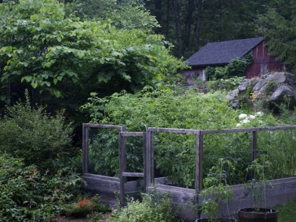 fried green tomatoes garden gardenista  